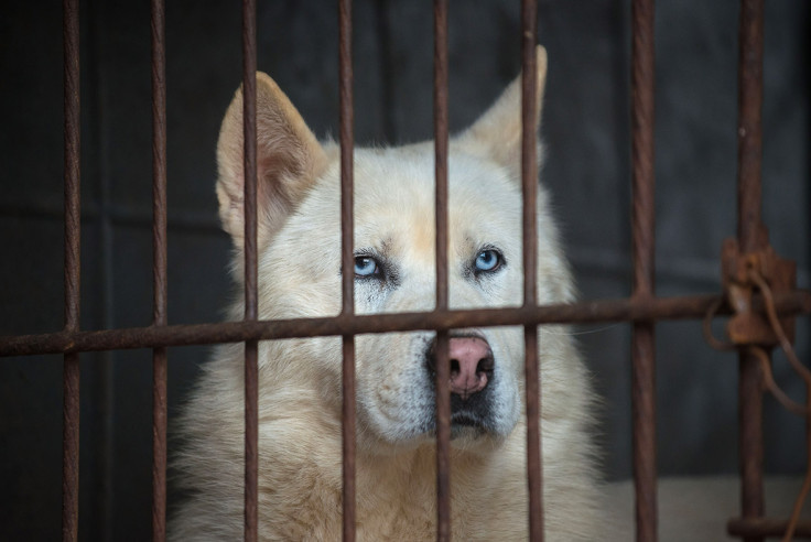 Korea dog meat farm