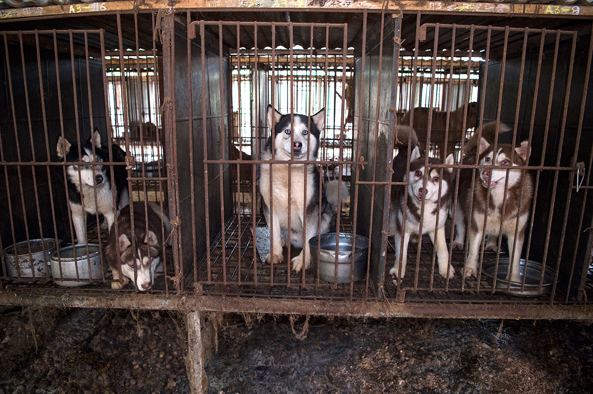 Korea dog farm rescue