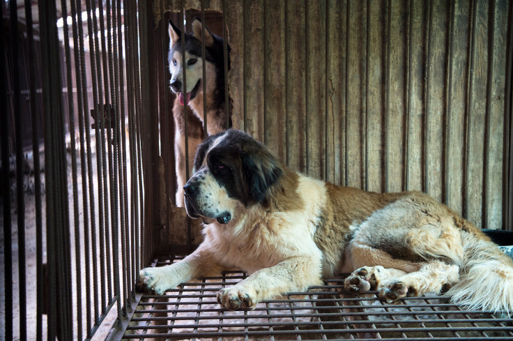 Korea dog farm rescue