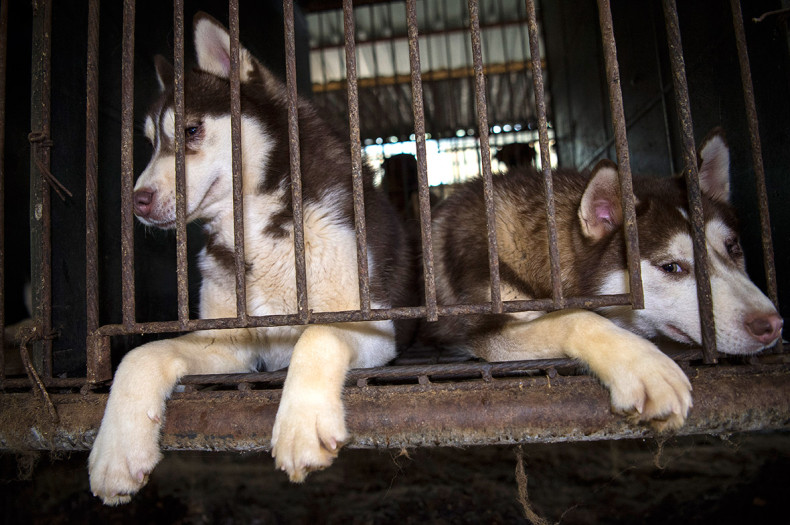 Korea dog farm rescue
