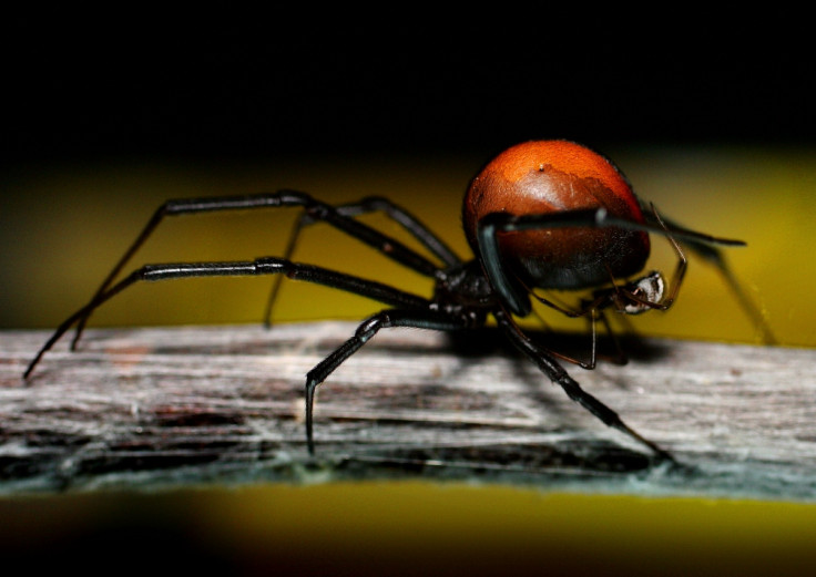 Redback Spider