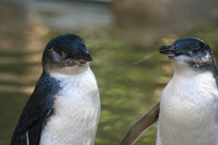 little penguin in australia