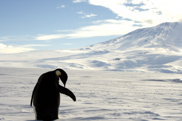 Tallest penguin alive
