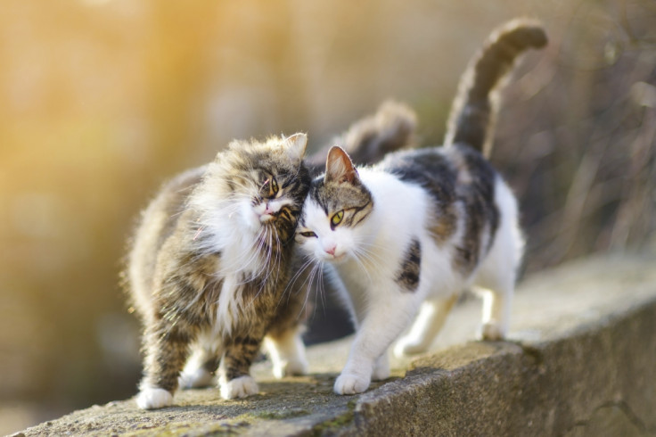 Cats walk side by side Cats walk side by side