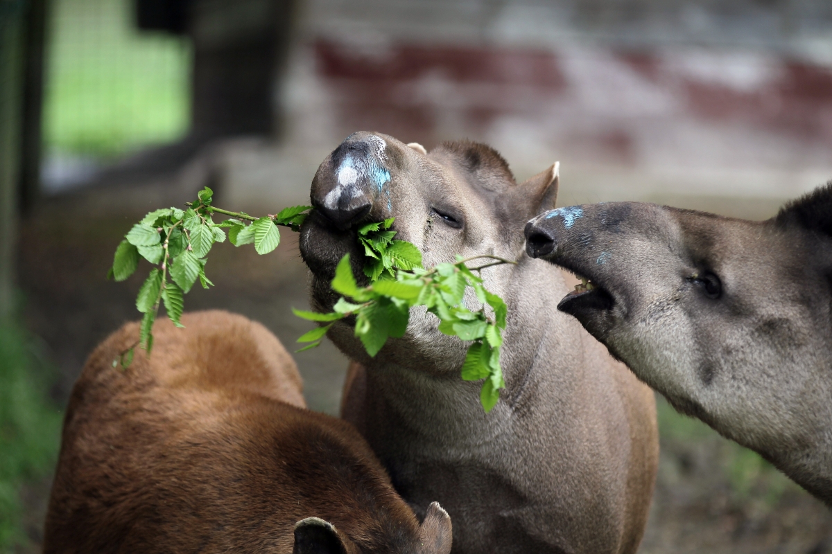 Tapirs enjoy some leaves