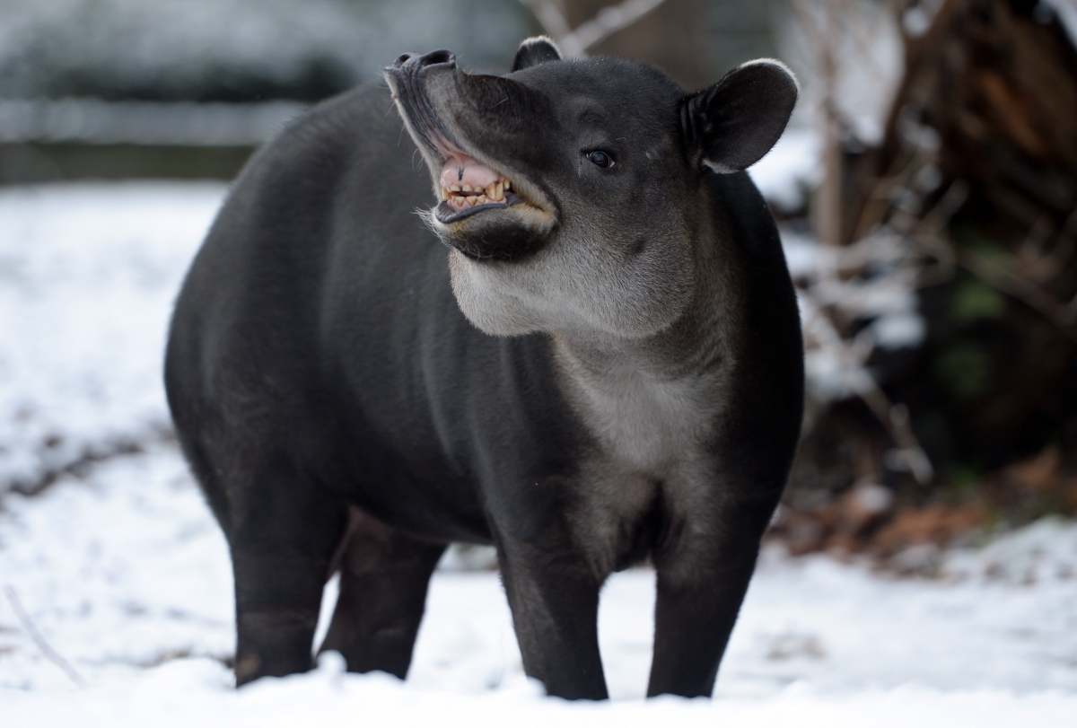 Tapir in snow