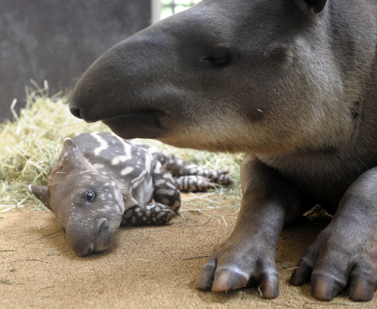 Baby tapir lies with its mother