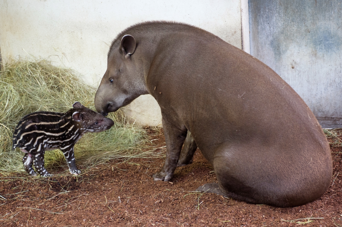 Baby tapir with its mother