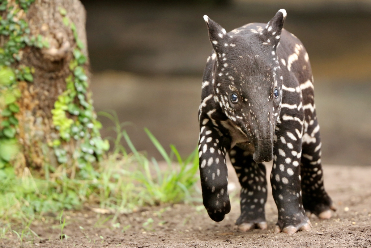 Young Malayan tapir 