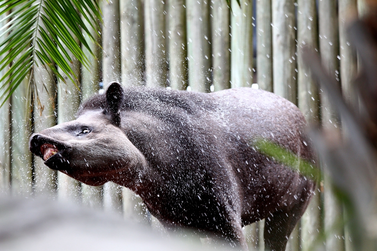 Brazilian tapir enjoying a shower