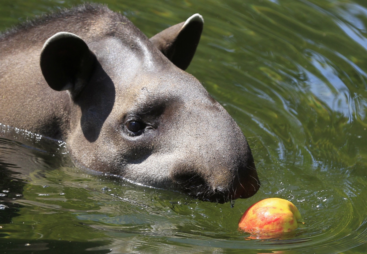 Tapir chasing an apple