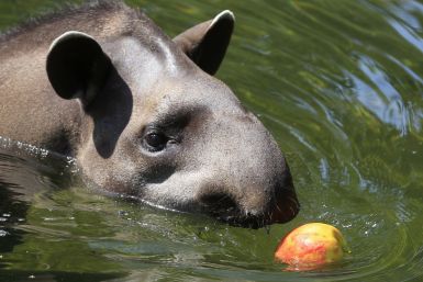 Tapir chasing an apple