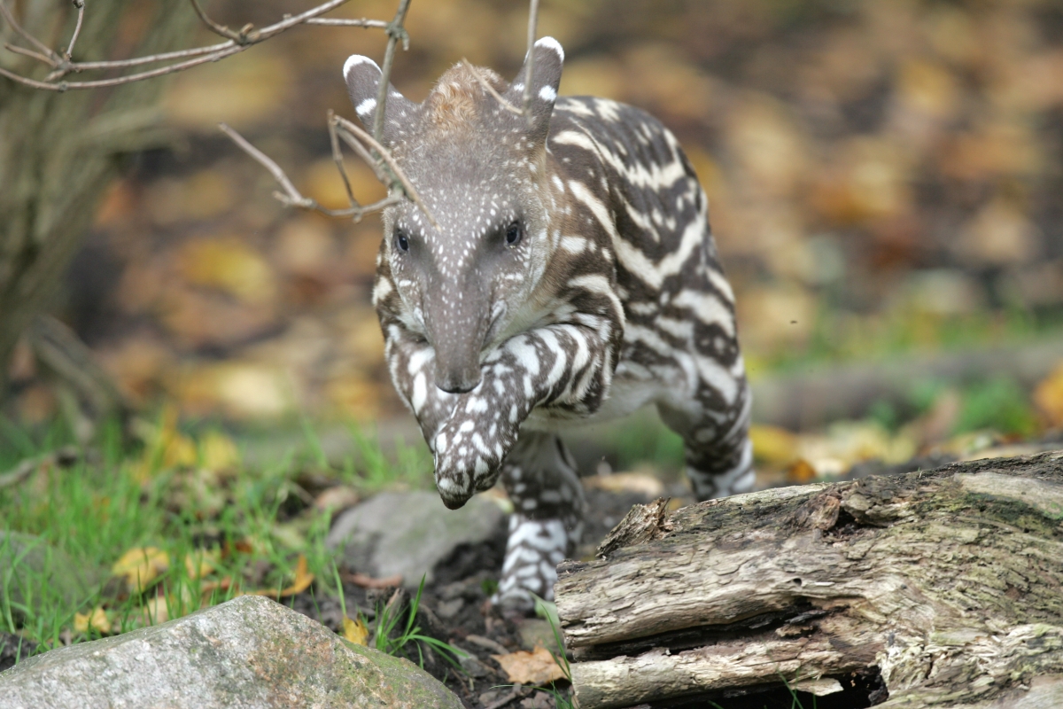 Jumping baby tapir