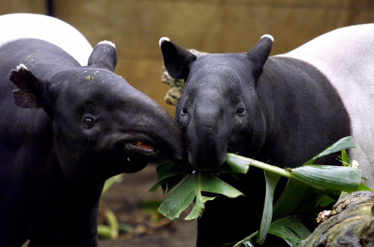 Muzzling tapirs