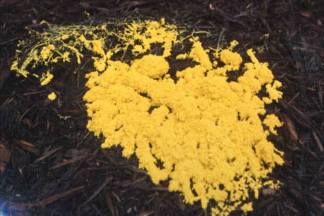 slime mould displays learning