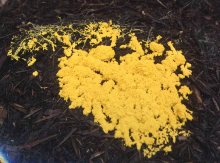 slime mould displays learning