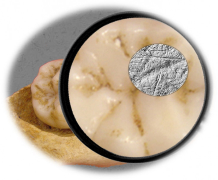 Neanderthal molar tells about diet