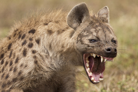 hyena snarl