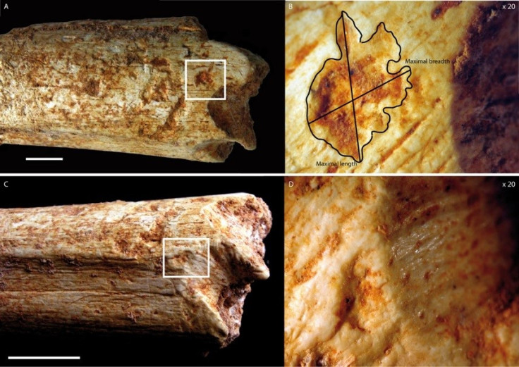 humans eaten carnivores