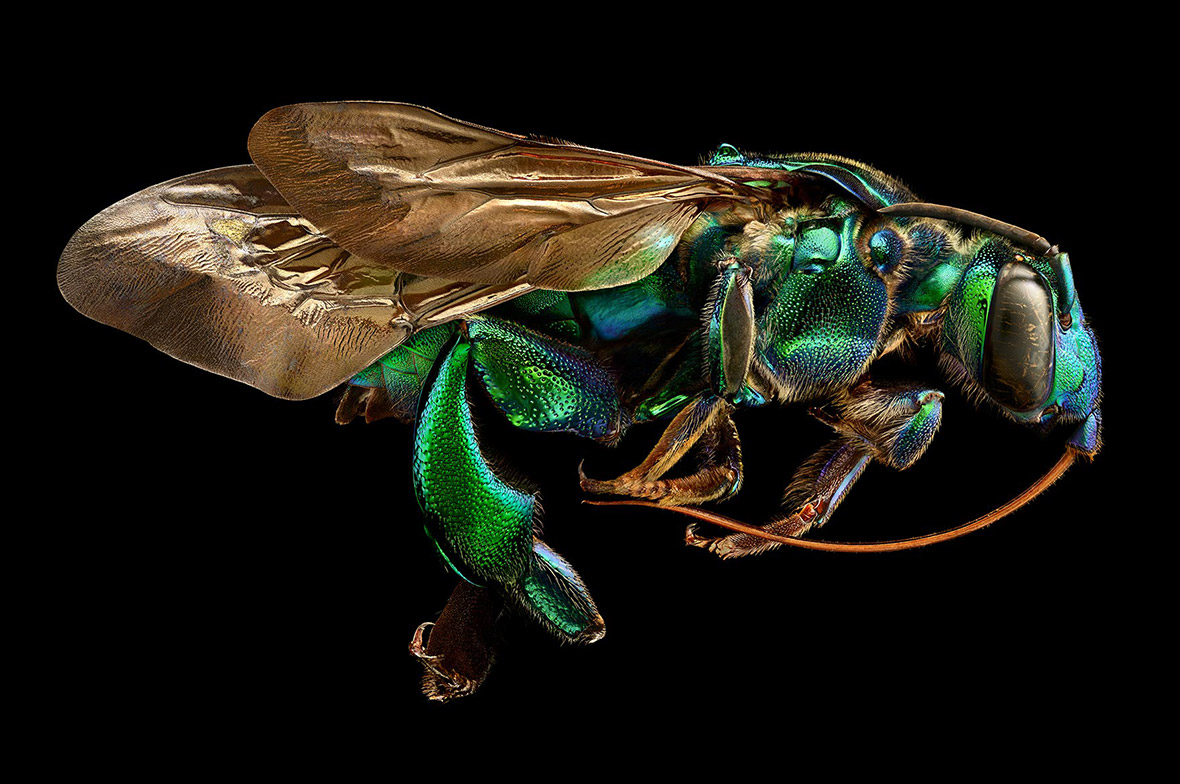 Microsculpture: Incredibly detailed macro insect photographs reveal