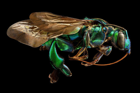 microsculpture macro photos insects