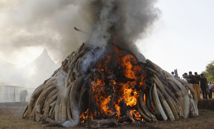 elephant ivory poaching