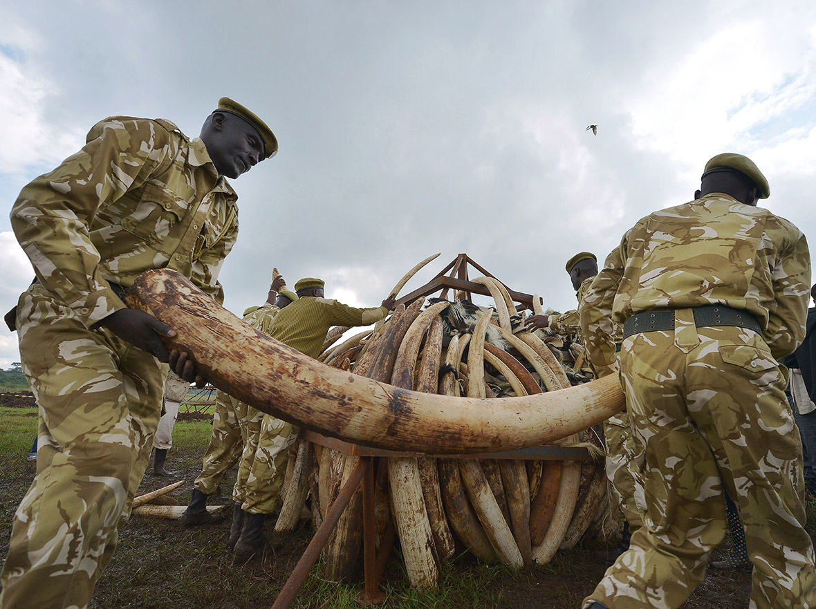Kenya ivory