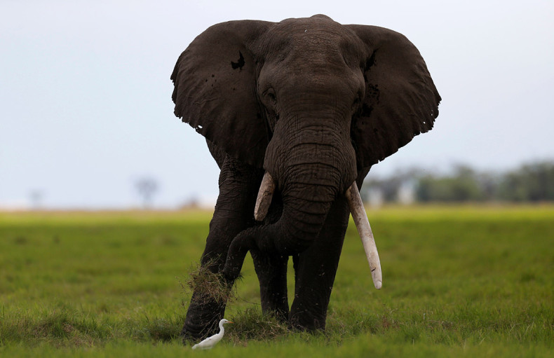 Kenya ivory