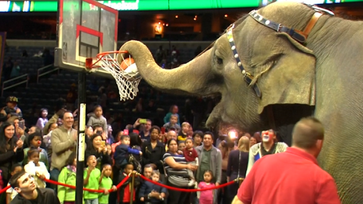 Elephants at the Ringling Bros. and Barnum & Bailey Circus finally retired