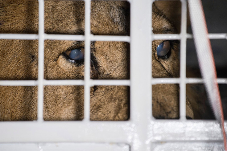 circus lions Peru South Africa