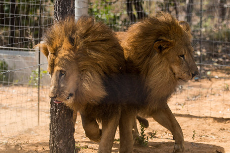 circus lions Peru South Africa