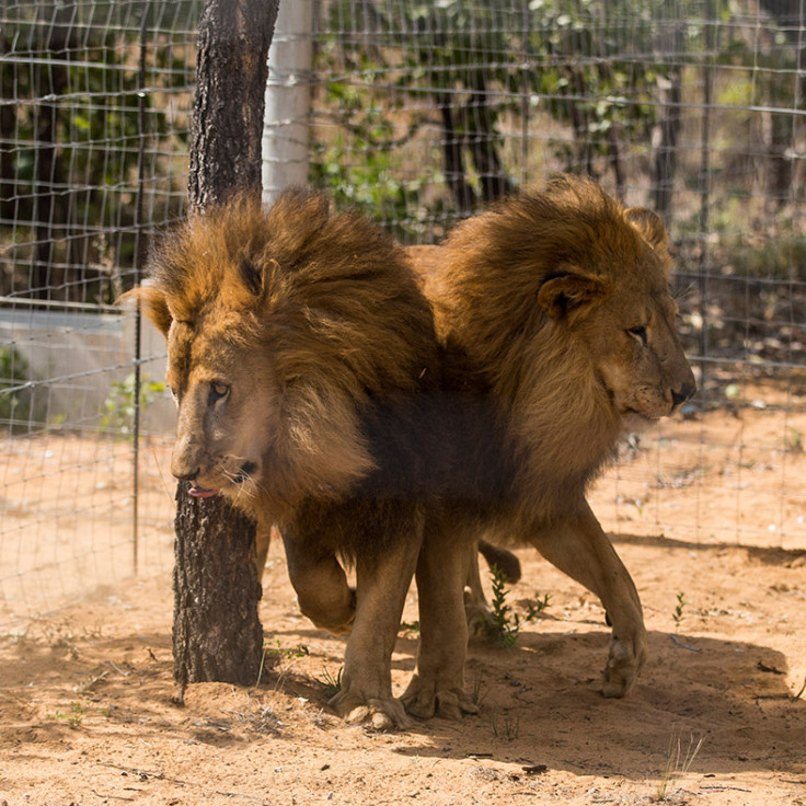 circus lions Peru South Africa