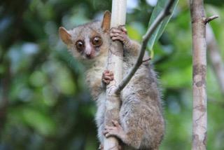 Madagascar: Three New Species Of Mouse Lemur Discovered | IBTimes UK