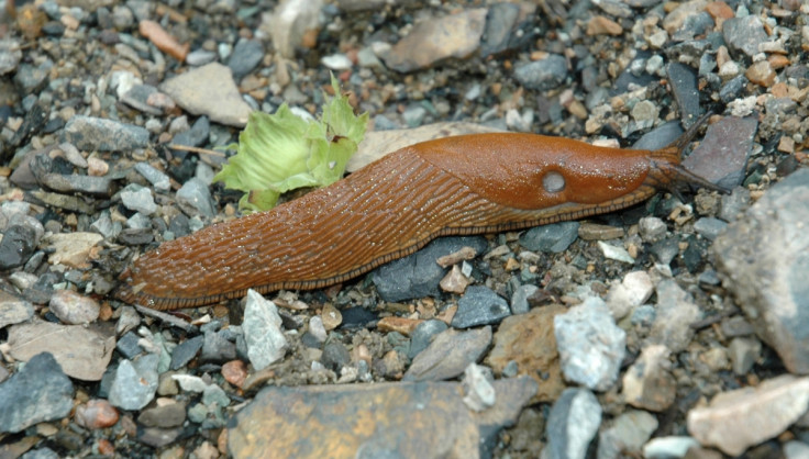 An adult spanish slug