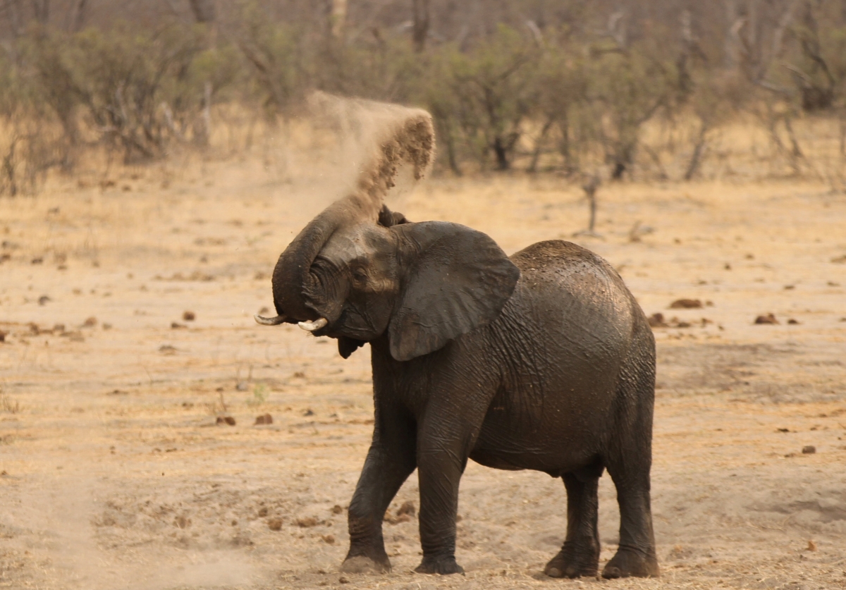 Zimbabwe selling wild animals in bid to save remaining wildlife from