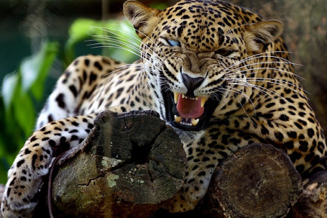 leopard are endangered