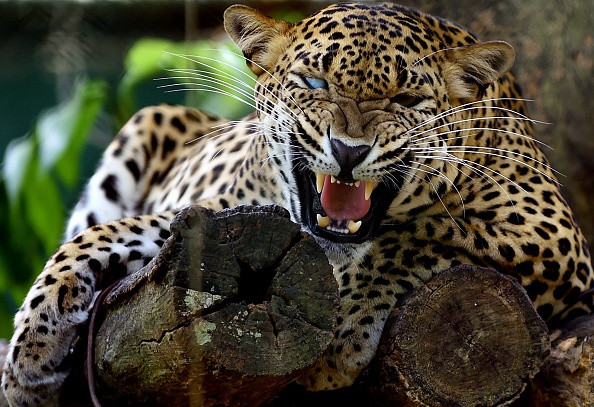 leopard are endangered