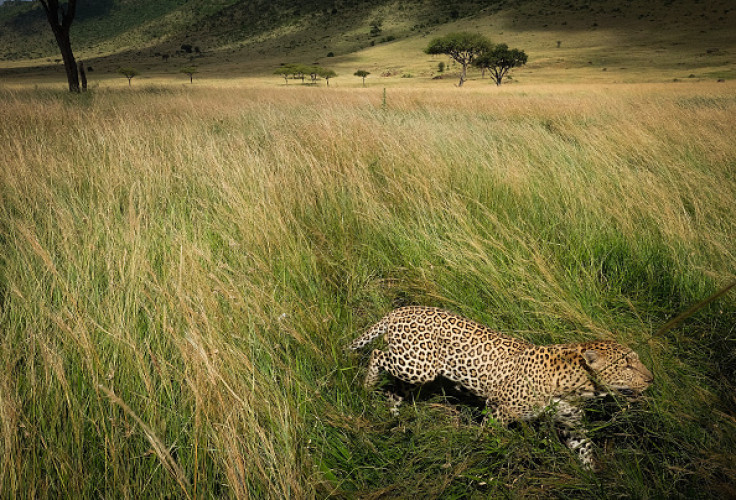 leopards are endangered