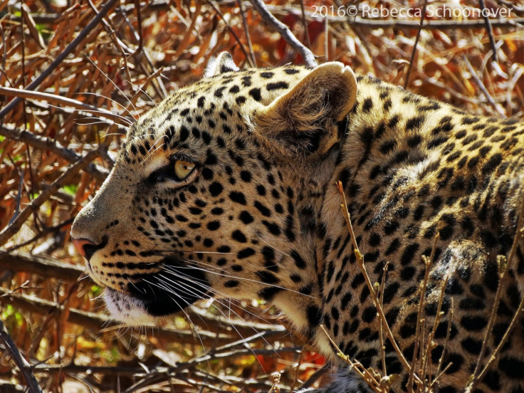 leopards are endangered
