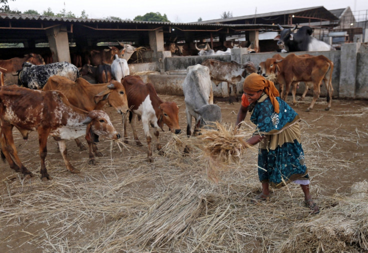 Indian Cow