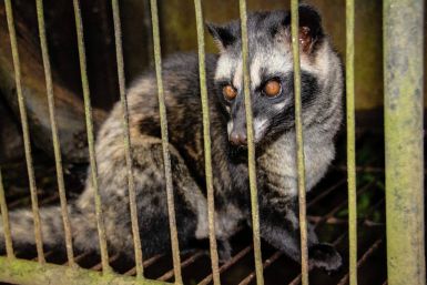 A civet caged in Bali