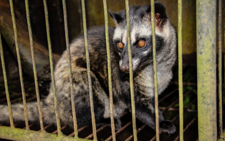 A civet caged in Bali