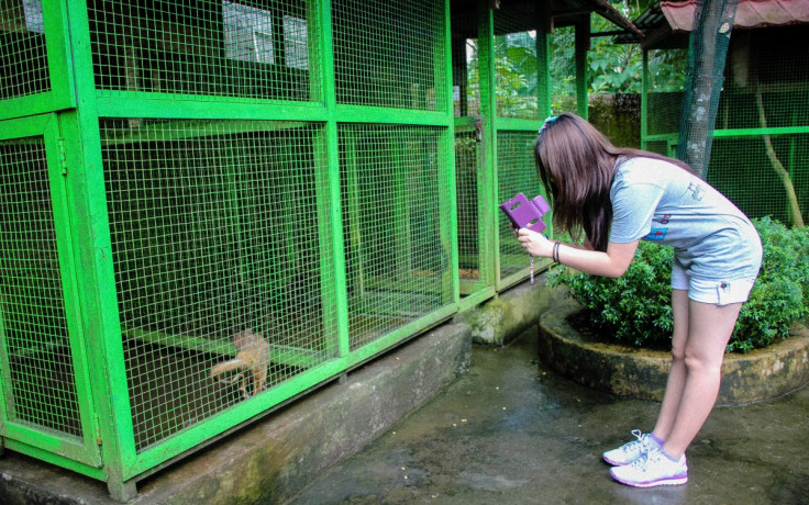 Tourist takes picture of a caged civet