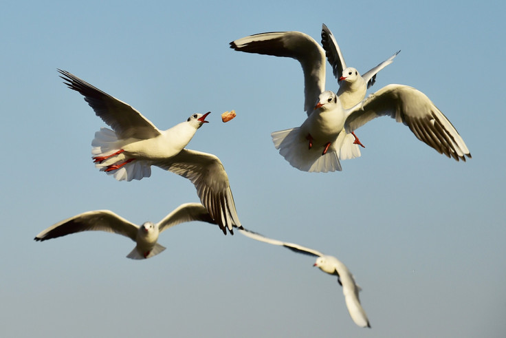 seagulls