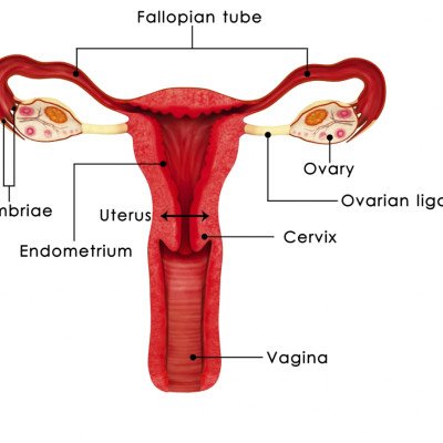 womb cancer women