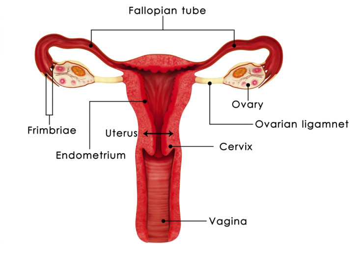 womb cancer women