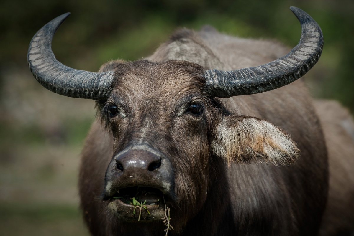 A Water Buffalo on the loose in Stafford has been shot dead.