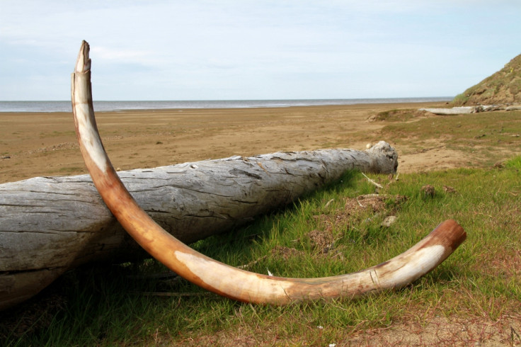 woolly mammoth tusk