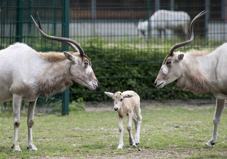 antelope addax
