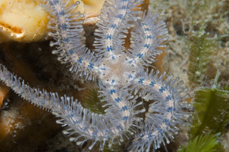 Brittlestar